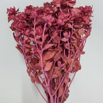 Sofran roz