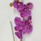 Fir orhidee extra PURPLE