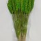 Grau fara arifte verde deschis
