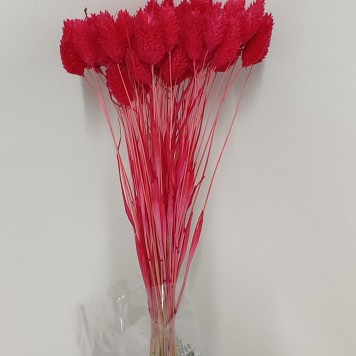 Tallaris coral