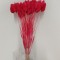 Tallaris coral
