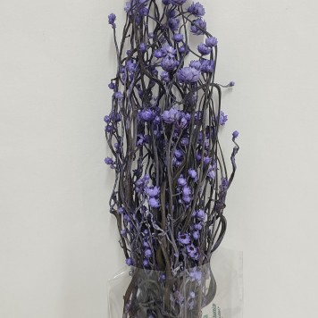Ammobium mov inchis