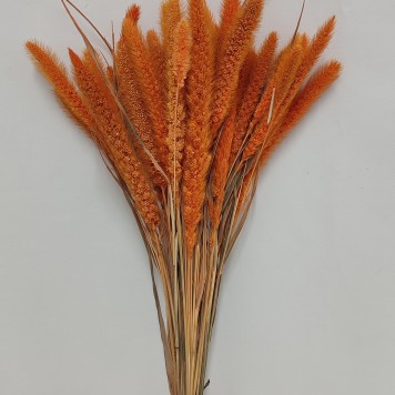 Mohor piersica