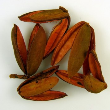 Tridente portocaliu