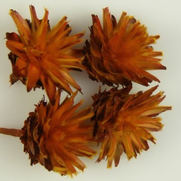 Capete plumosum portocaliu