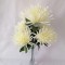 Buchet crizanteme x7 crem