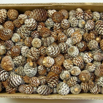 Murii natur 2.kg