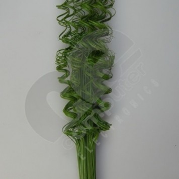 Twisted tamboo verde muschi