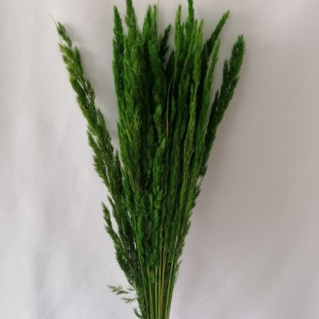 Iarba verde deschis