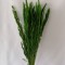 Iarba verde deschis