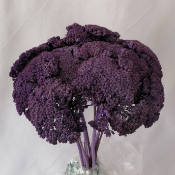 Achillea mov inchis