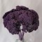 Achillea mov inchis