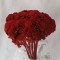Achillea rosu