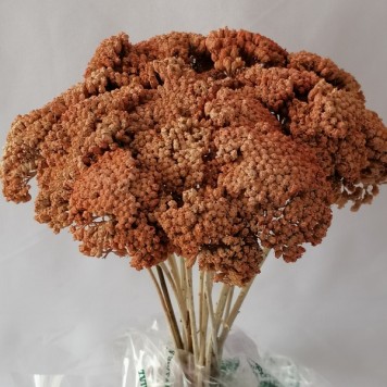 Achillea piersica