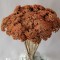Achillea piersica