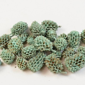 Casuarina vopsit aqua
