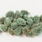 Casuarina vopsit aqua