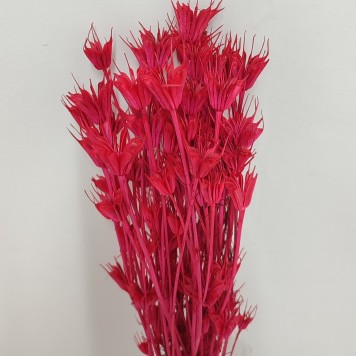 Nigella coral