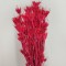 Nigella coral