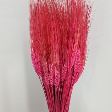 Grau cu spic lung coral