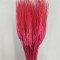 Grau cu spic lung coral