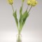 Buchet lalele latex x5 verde