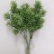 Buchet patrunjel x5 H:30cm verde