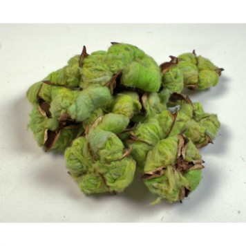 Flori de bumbac verde deschis