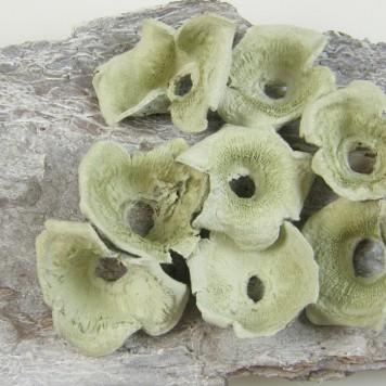 Zem vopsit verde deschis