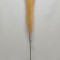 Iarba pampas 76cm piersica