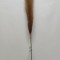Iarba pampas 76cm maro