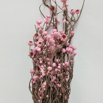 Ammobium roz