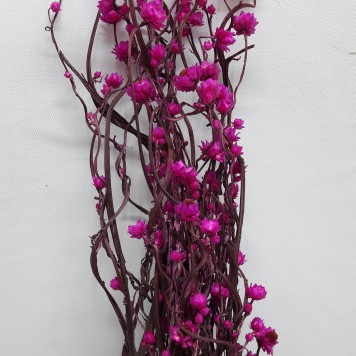 Ammobium roz inchis