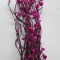 Ammobium roz inchis