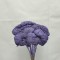 Achillea mov deschis