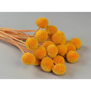 Craspedia inalbit piersica