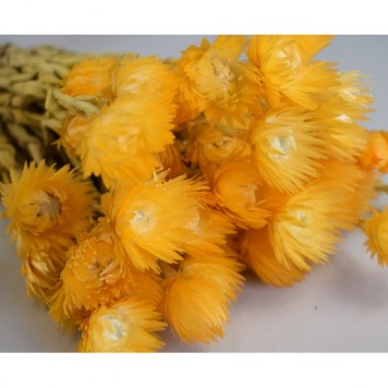 Buchet capblume 30-40cm piersica