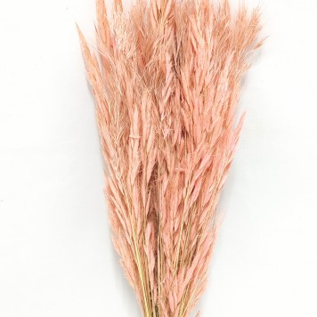 Ovaz salbatic roz deschis