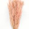 Ovaz salbatic roz deschis