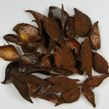 Tutun salbatic maro