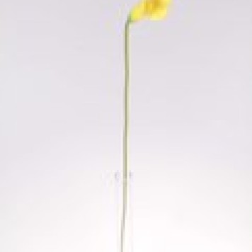 Fir cale latex h:58cm galben