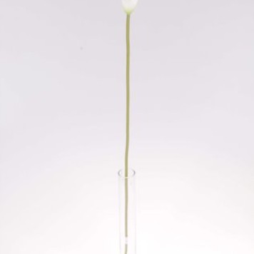 Fir cale latex h:58cm alb