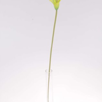 Fir cale latex h:58cm verde