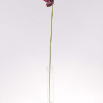 Fir cale latex h:58cm bordeaux