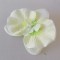 Cap orhidee 13cm s/24 crem