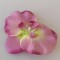 Cap orhidee 13cm s/24 mov