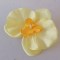 Cap orhidee 13cm s/24 galben