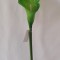 Fir cale extra 70cm verde inchis