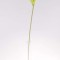 Fir cale extra 70cm verde deschis