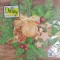 Servetel gold bauble on spruce twigs s/20